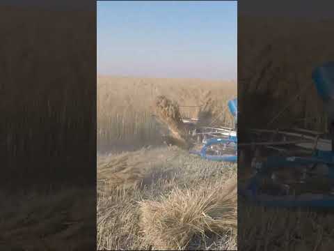 BCS TMRB reaper binder is harvesting reed in China