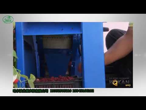 kokan 500s浆果收获机采收树莓/kokan 500s harvest raspberry
