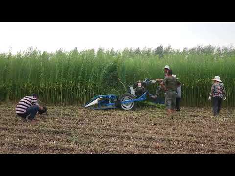 BCS reaper binder is harvesting willow in China