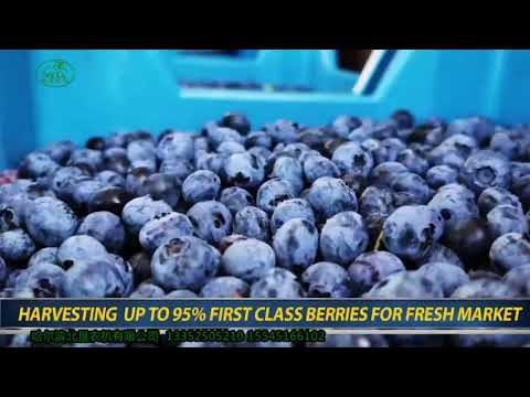 kokan 500s浆果采收机2019年采收蓝莓演示/Demo of kokan 500s harvest blueberry in 2019