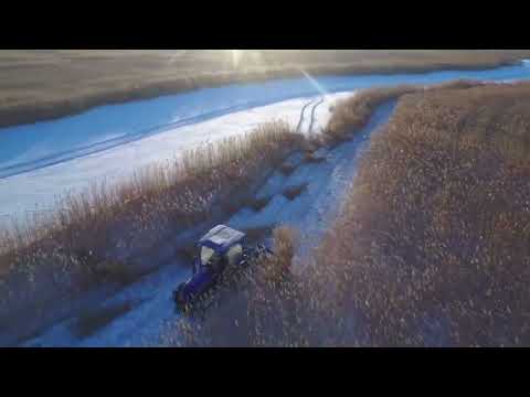 BCS TMRB reaper binder is harvesting reed in north of China