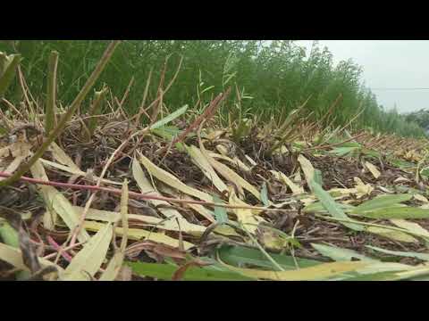 willow reaper binder harvesting in Linyi of China意大利割捆机在临沂收割柳条