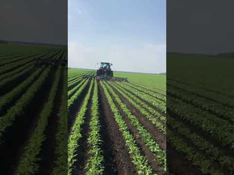 Garford Interrow is weeding for soybean