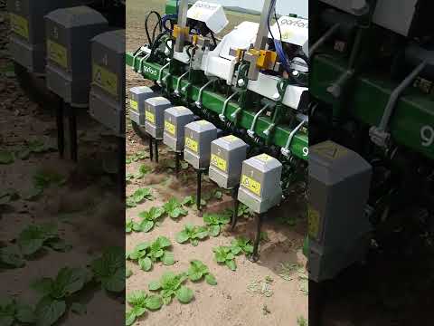Garford Inrow is working on Chinese cabbage