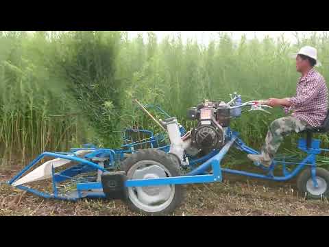 BCS reaper binder is harvesting willow in China