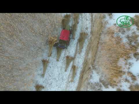 Modified BCS tractor mounted reaper binder harvest reed in China改装后的悬挂割捆机收割芦苇