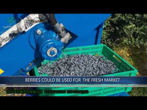 kokan 500s浆果采收机采收蓝靛果/Kokan 500s harvest Haskap