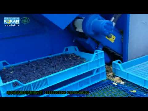 kokan 500s浆果采收机收获蓝靛果/Kokan 500s harvest haskap