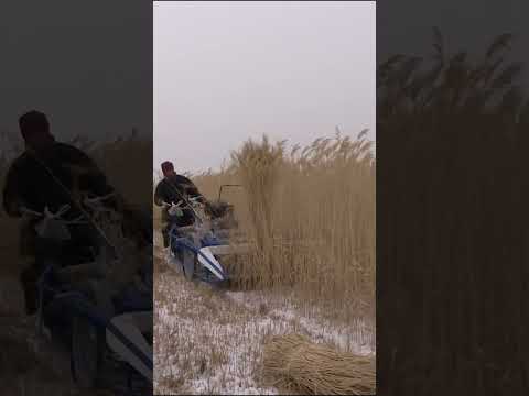 BCS reaper binder is harvesting reed in China