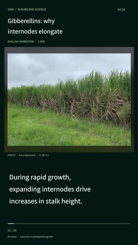 Gibberellins: why internodes elongate
