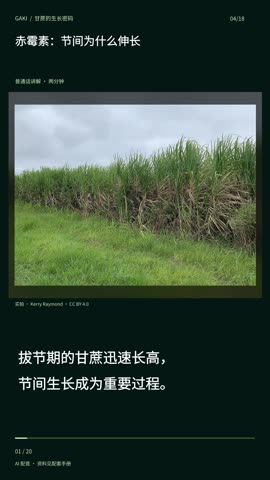 赤霉素：节间为什么伸长