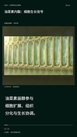 油菜素内酯：细胞生长信号