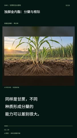 独脚金内酯：分蘖与根际