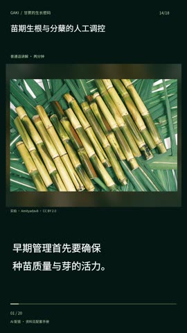 苗期生根与分蘖的人工调控