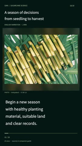 A season of decisions from seedling to harvest