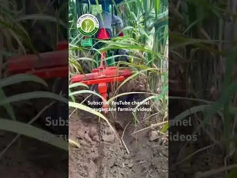 甘蔗田培土现场记录