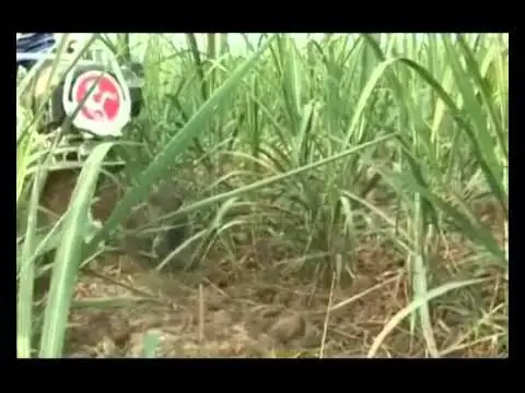 洛阳D＆H动力中耕机甘蔗田除草与培土