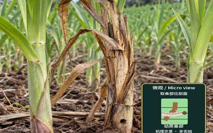 二点螟：从卵块查到枯心