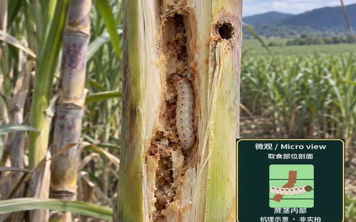 美洲甘蔗螟：入茎前的窗口