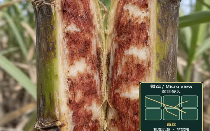 红腐病：看清蔗茎里面
