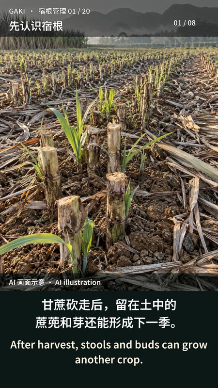 收获不是终点：宿根一年路线图