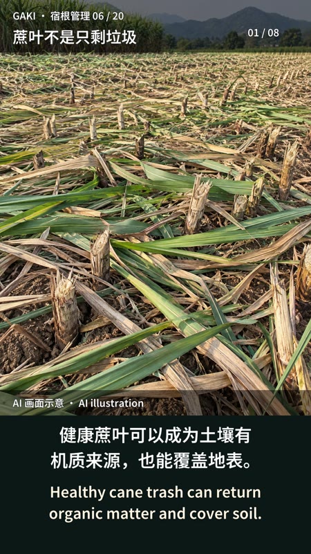 蔗叶还田：铺得对才有价值