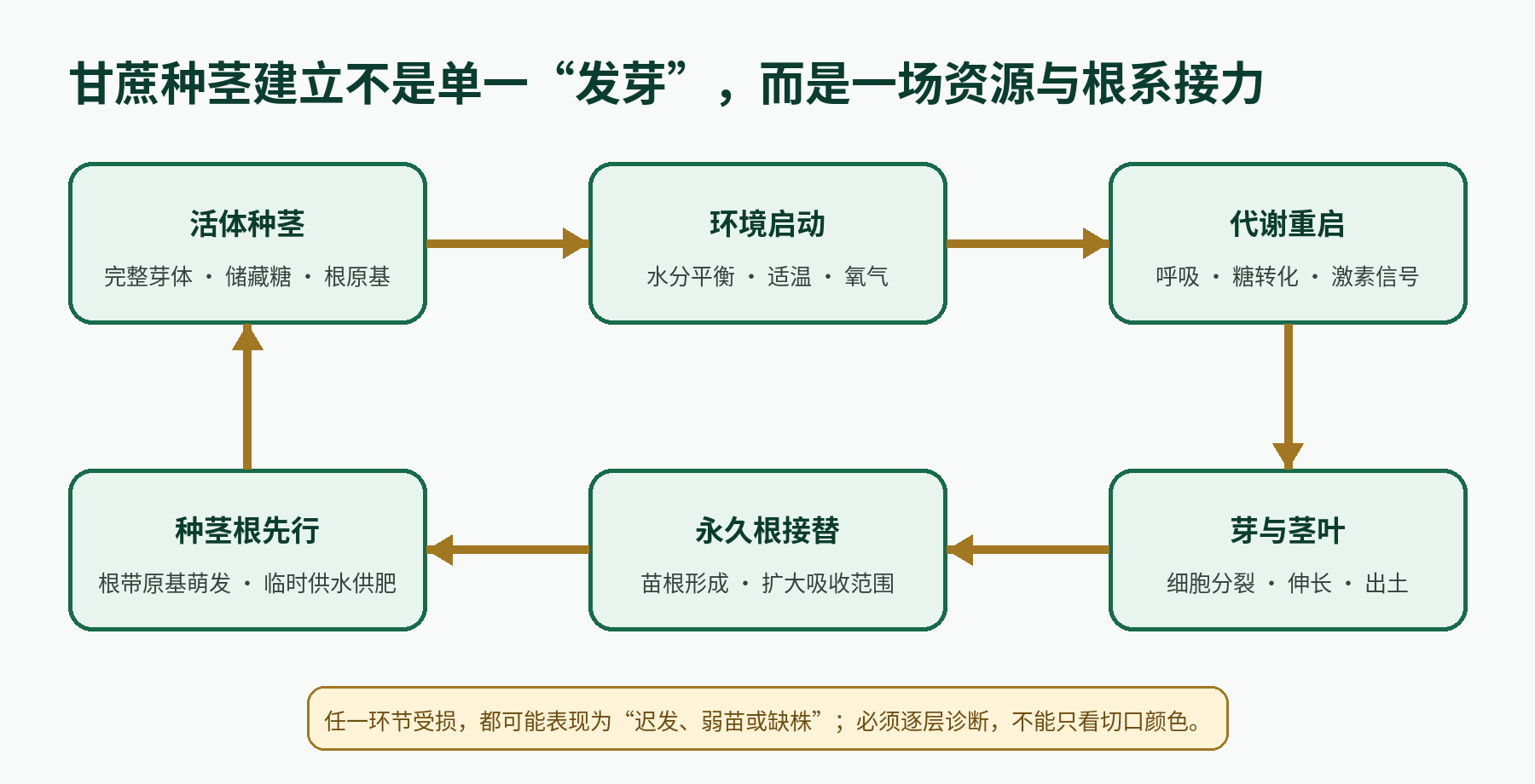 原创示意图：甘蔗种茎由活体种茎、环境启动、代谢重启、芽与茎叶、永久根和种茎根组成的循环接力过程。