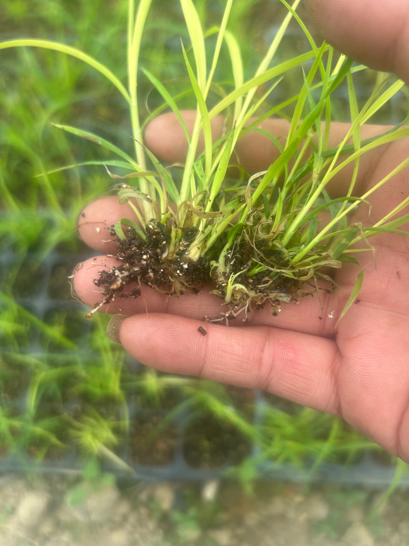 种苗根系观察