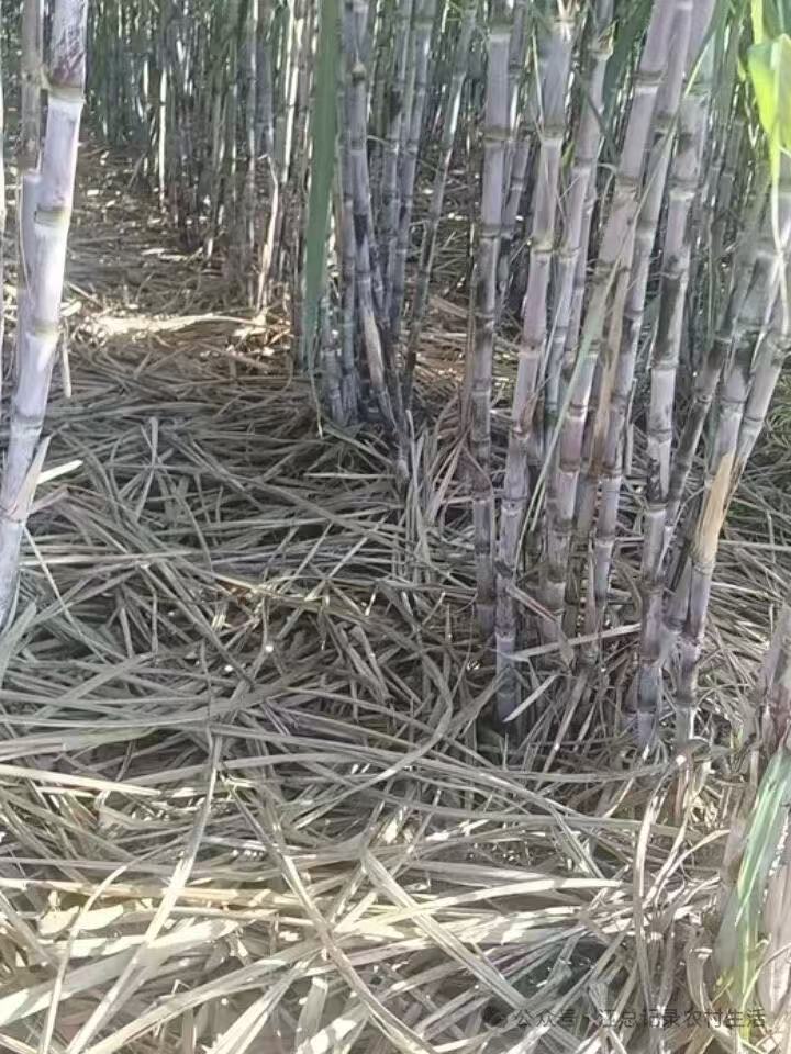 成熟甘蔗群体与基部株丛